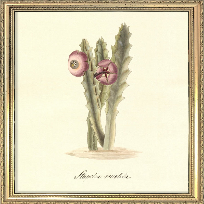 Stapelia Revoluta. Mini Print