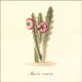 Stapelia Revoluta. Mini Print