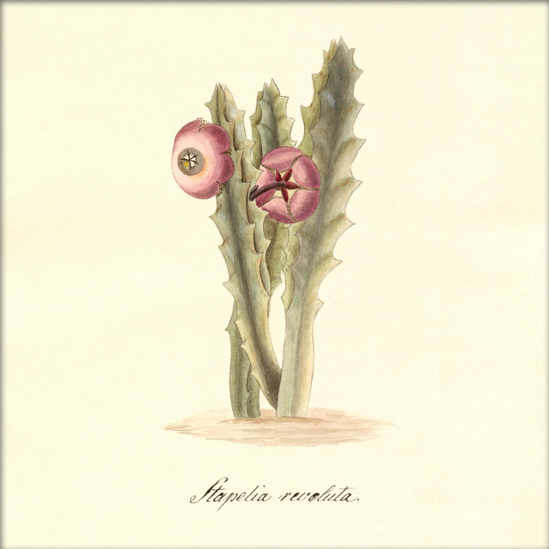 Stapelia Revoluta. Mini Print