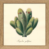 Stapelia Pilifera. Mini Print