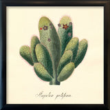 Stapelia Pilifera. Mini Print