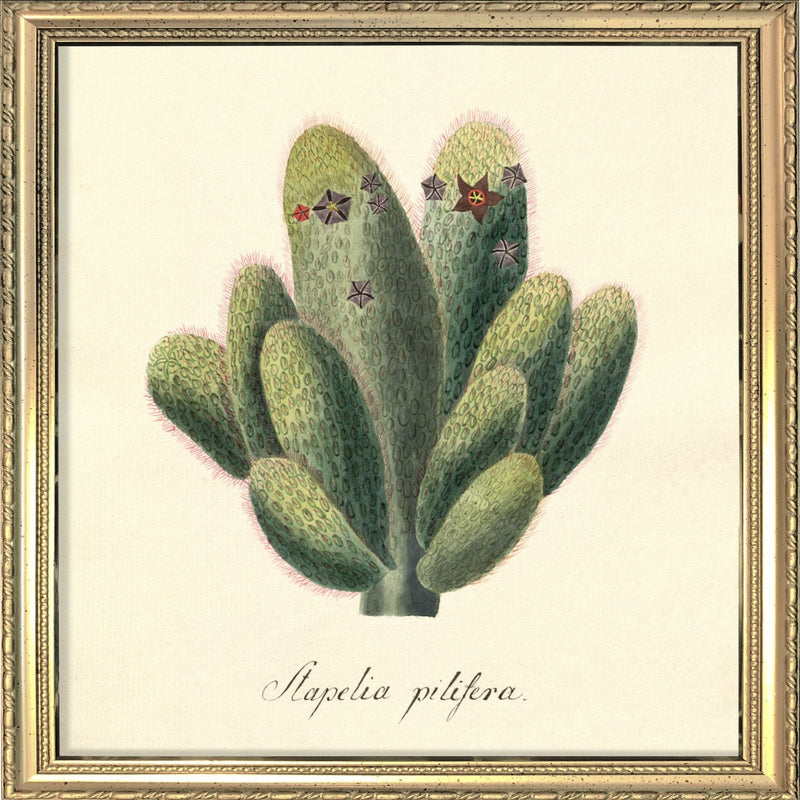 Stapelia Pilifera. Mini Print