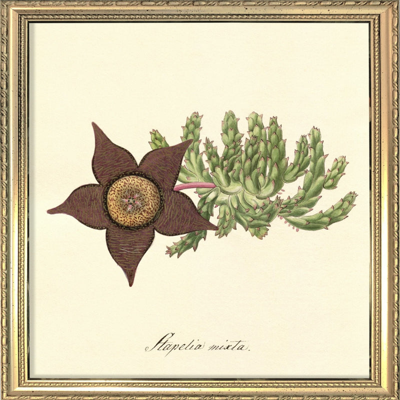 Stapelia Mixta. Mini Print