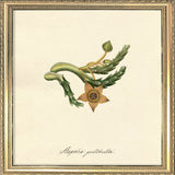 Stapelia Pulchella. Mini Print