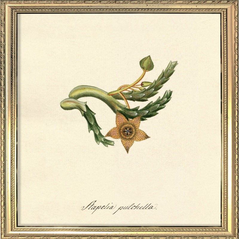 Stapelia Pulchella. Mini Print