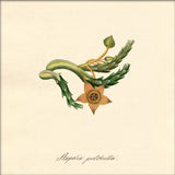 Stapelia Pulchella. Mini Print