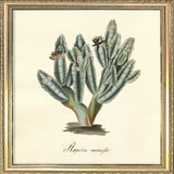 Stapelia Campanulata. Mini Print