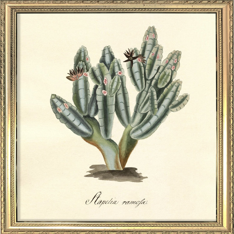 Stapelia Campanulata. Mini Print