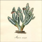 Stapelia Campanulata. Mini Print