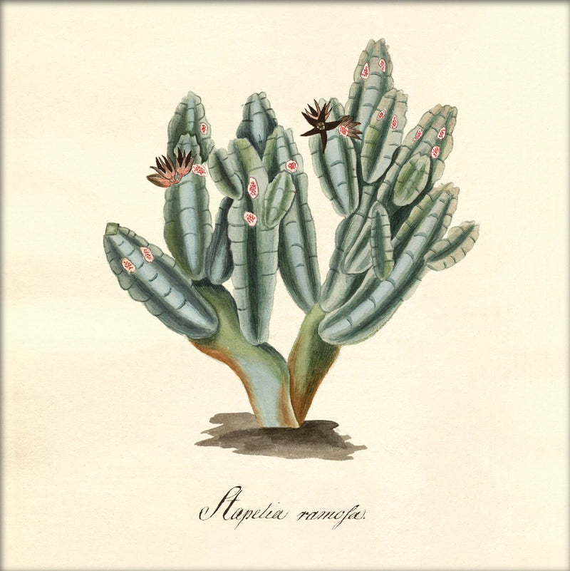Stapelia Campanulata. Mini Print