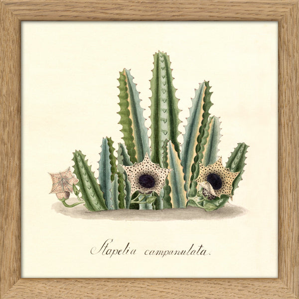 Stapelia Campanulata. Mini Print