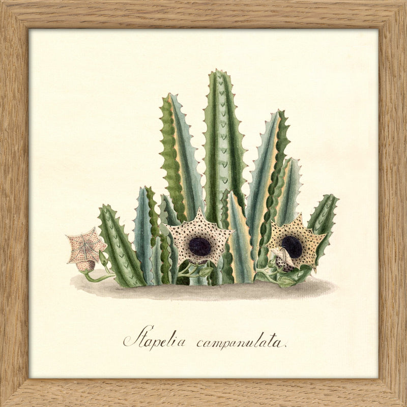 Stapelia Campanulata. Mini Print