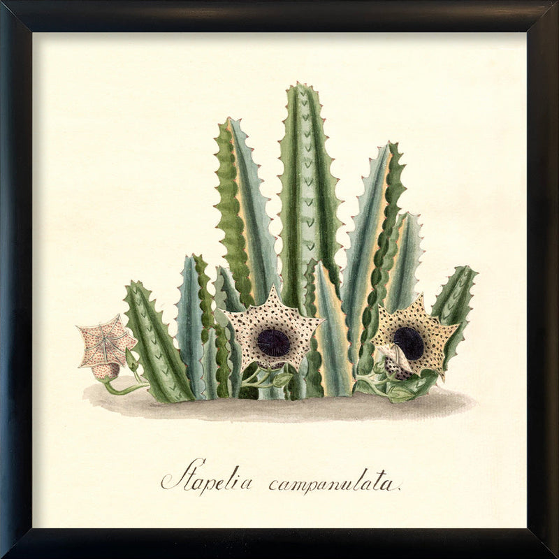 Stapelia Campanulata. Mini Print