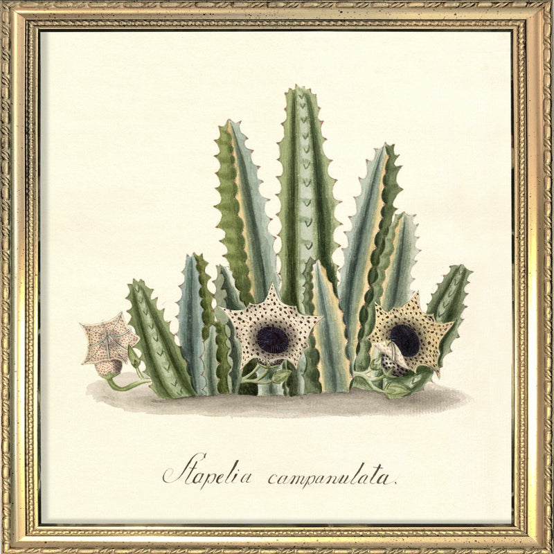 Stapelia Campanulata. Mini Print