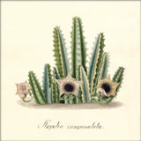 Stapelia Campanulata. Mini Print