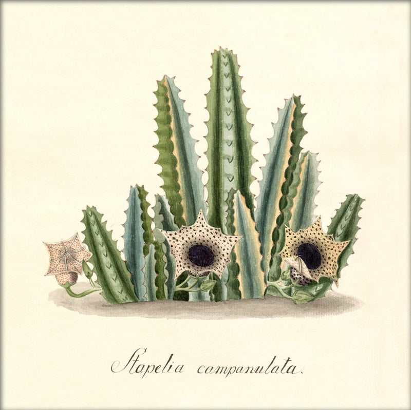 Stapelia Campanulata. Mini Print