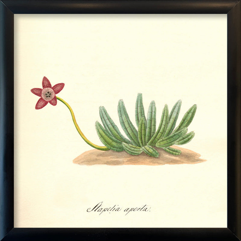 Stapelia Aperta. Mini Print