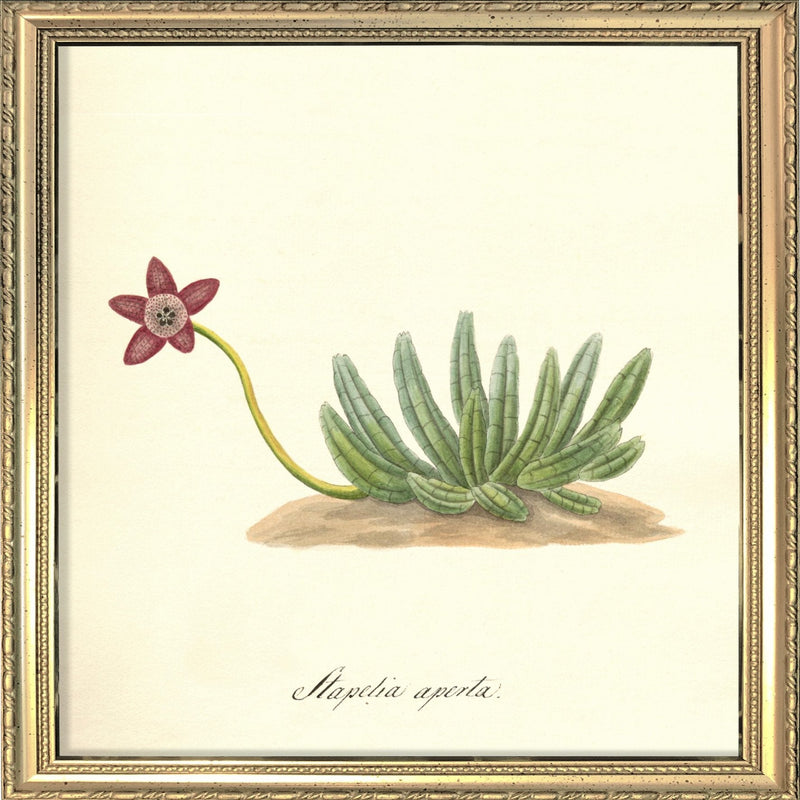 Stapelia Aperta. Mini Print