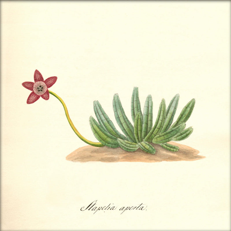 Stapelia Aperta. Mini Print
