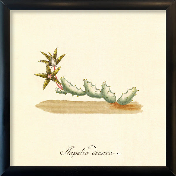 Stapelia Decora. Mini Print