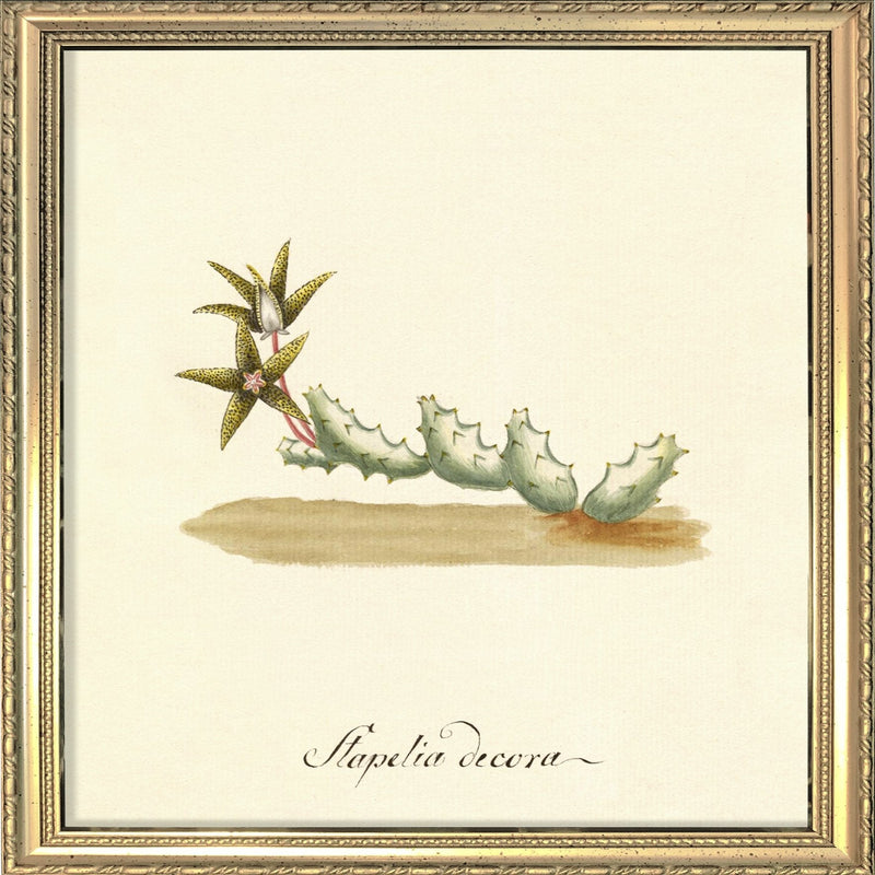 Stapelia Decora. Mini Print