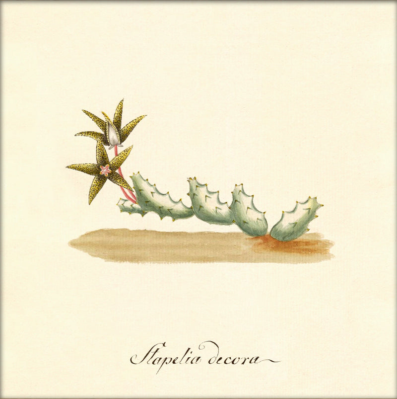 Stapelia Decora. Mini Print