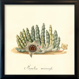 Stapelia Verrucofa. Mini Print