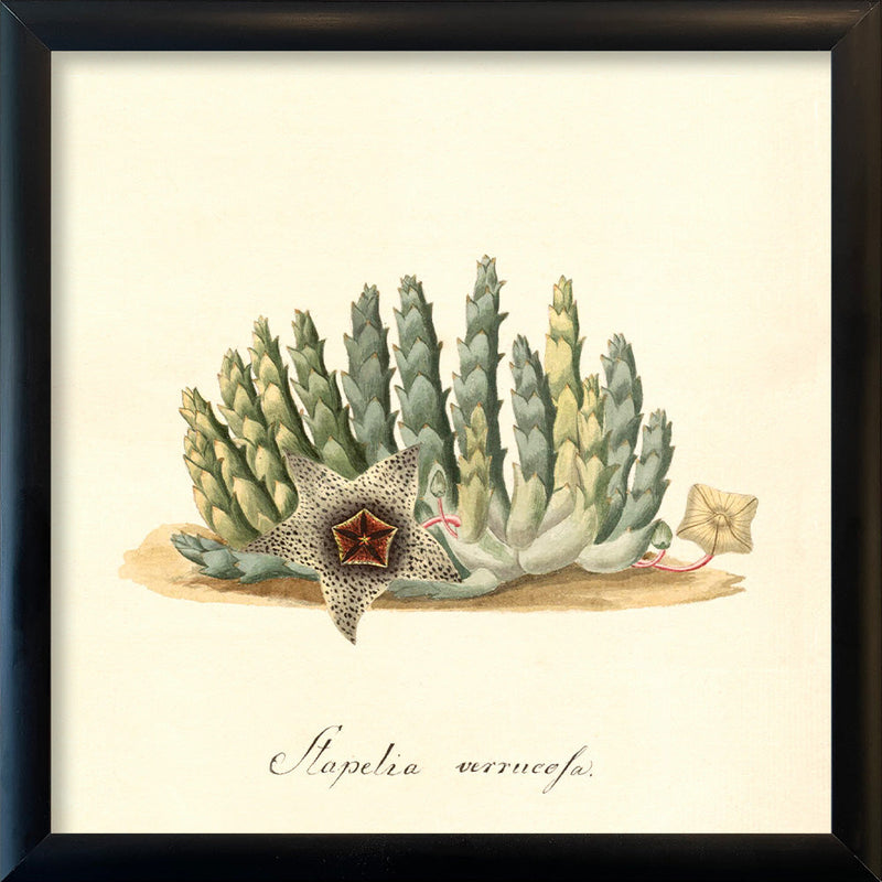 Stapelia Verrucofa. Mini Print