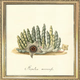 Stapelia Verrucofa. Mini Print