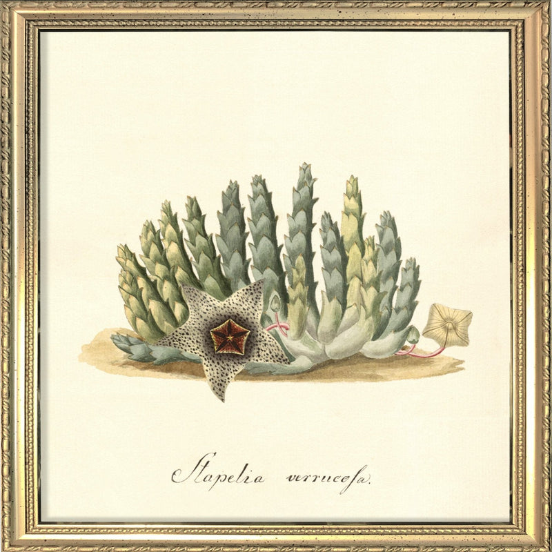 Stapelia Verrucofa. Mini Print