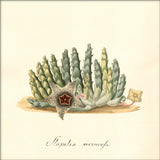 Stapelia Verrucofa. Mini Print