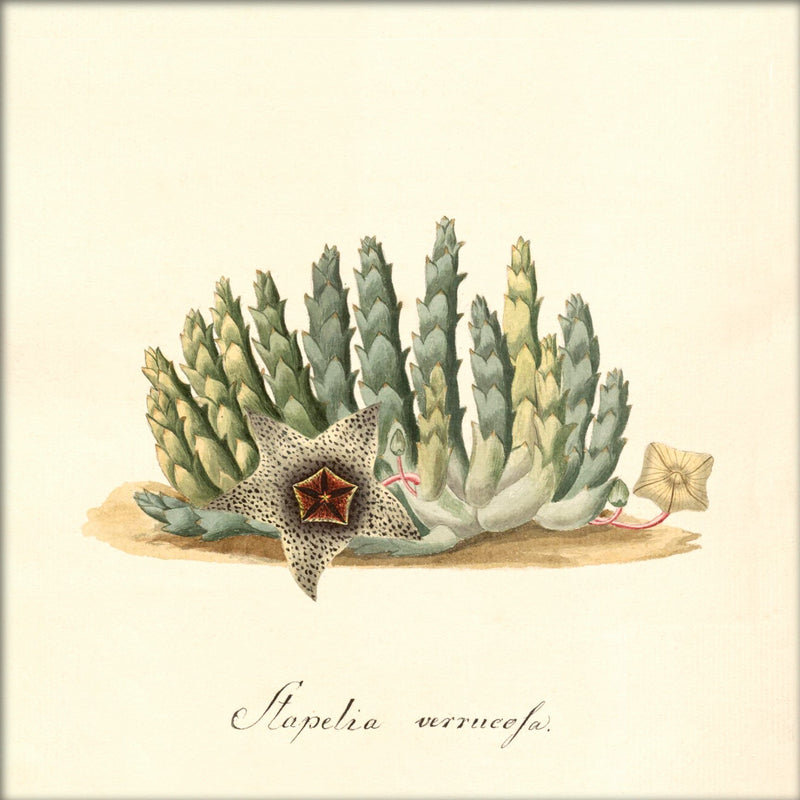 Stapelia Verrucofa. Mini Print