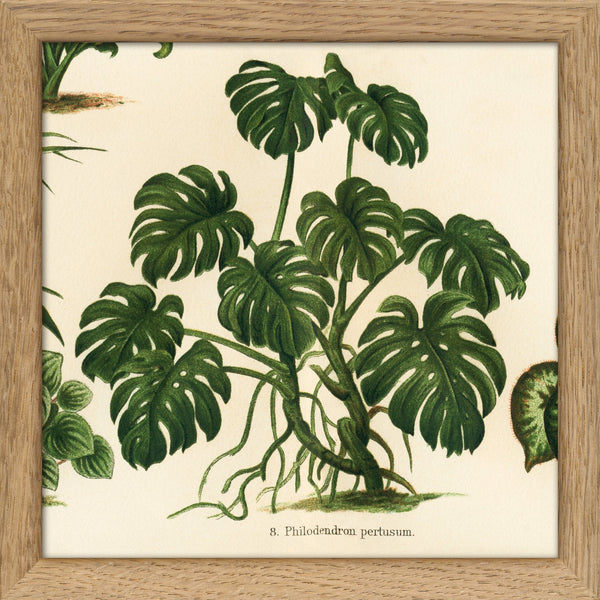 Philodendron Pertusum. Mini Print