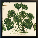 Philodendron Pertusum. Mini Print