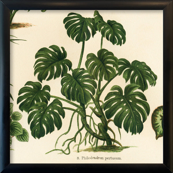 Philodendron Pertusum. Mini Print