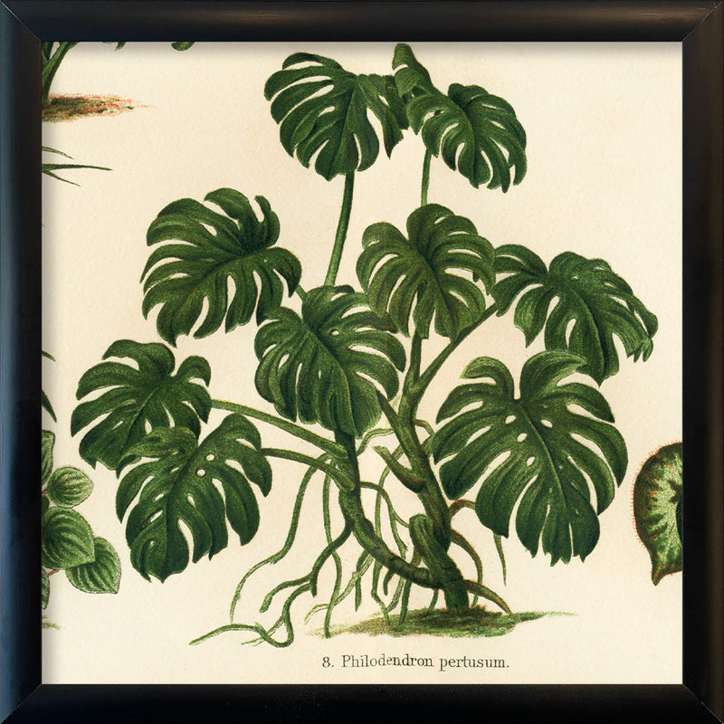 Philodendron Pertusum. Mini Print