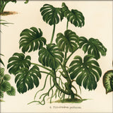 Philodendron Pertusum. Mini Print