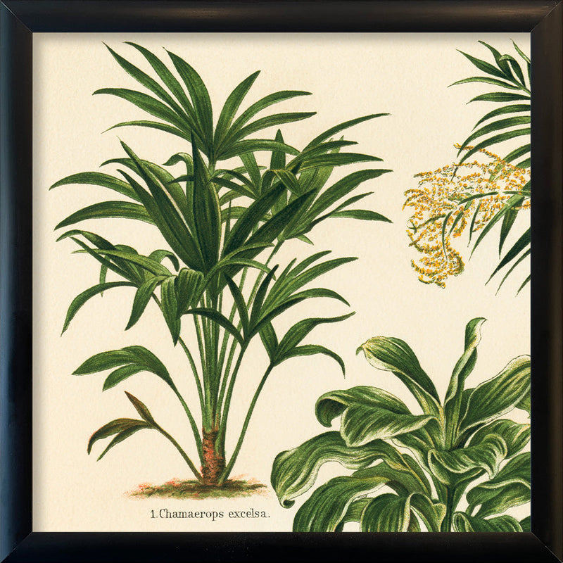 Chamaerops Excelsa. Mini Print