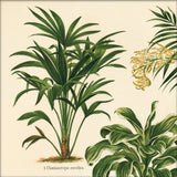 Chamaerops Excelsa. Mini Print