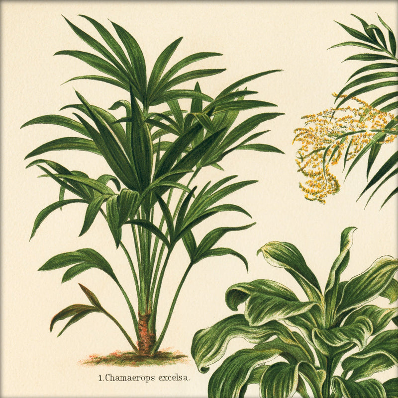 Chamaerops Excelsa. Mini Print