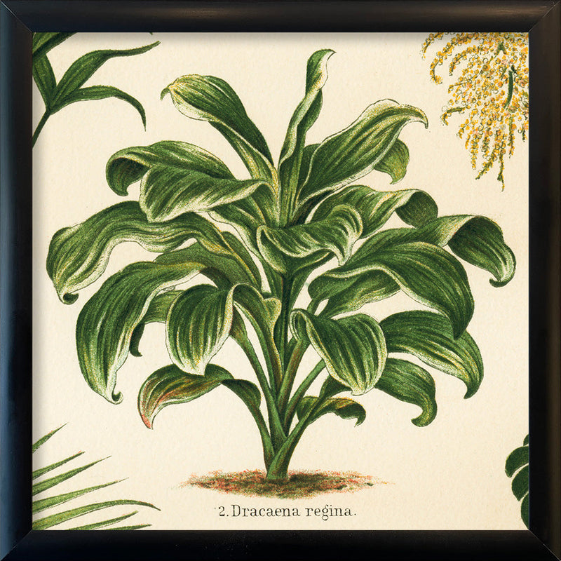 Dracaena Regina. Mini Print