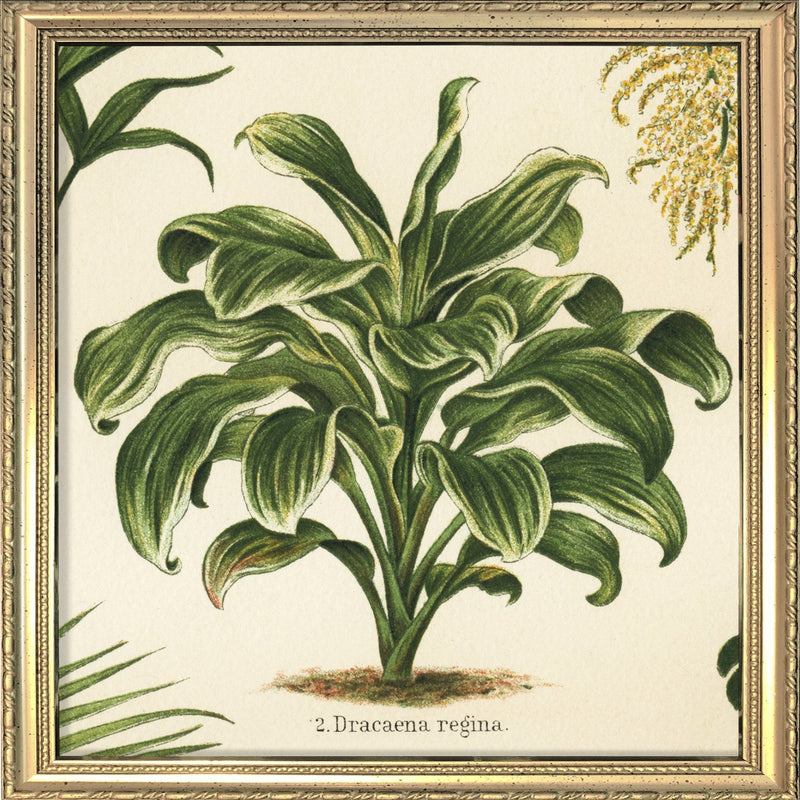 Dracaena Regina. Mini Print