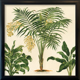 Chamaedorea Lunata. Mini Print