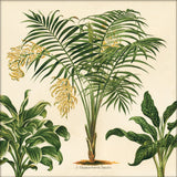 Chamaedorea Lunata. Mini Print