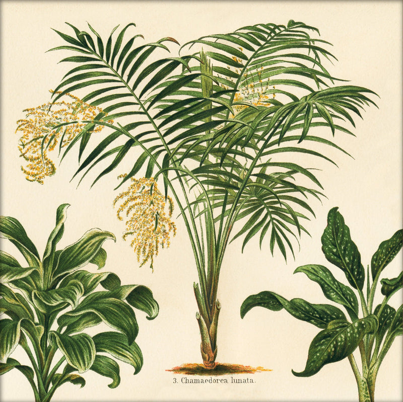 Chamaedorea Lunata. Mini Print