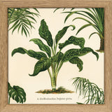 Dieffenbachia Seguine Picta. Mini Print