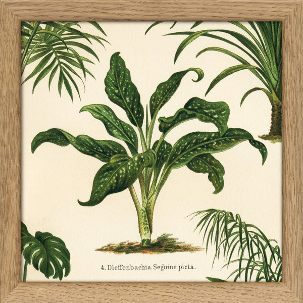Dieffenbachia Seguine Picta. Mini Print