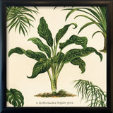Dieffenbachia Seguine Picta. Mini Print