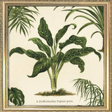 Dieffenbachia Seguine Picta. Mini Print