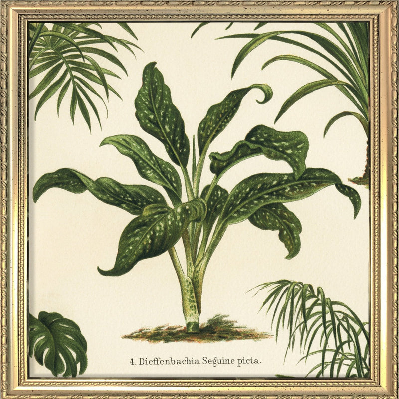 Dieffenbachia Seguine Picta. Mini Print